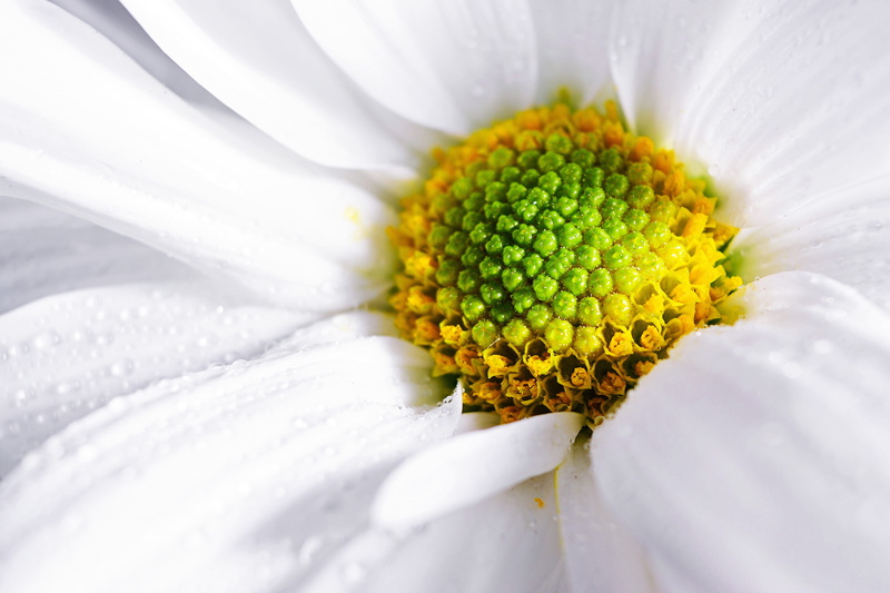 summer, flowering plant, softness, white color, white flower, macro, inflorescence, gardening, nature, growth, white, daisy, close-up, petal, plant, Macro shot