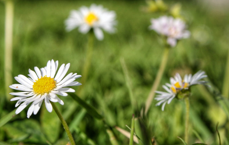 selective focus, chamomile, close-up, white color, plant, green Color, growth, flora, flower head, yellow, meadow, asteraceae, beauty in nature, daisy