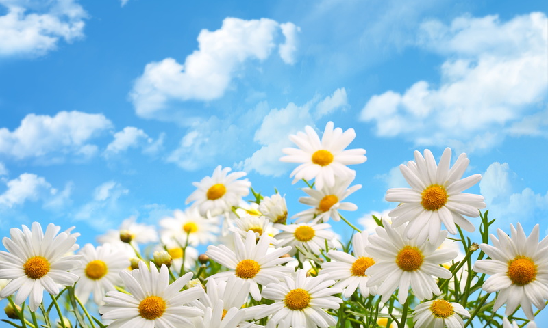 springtime, flowers, close-up, meadow, blue, inflorescence, beauty, outdoors, bright, cloud - Sky, growth, freshness, flower Head, flowering plant, 5K