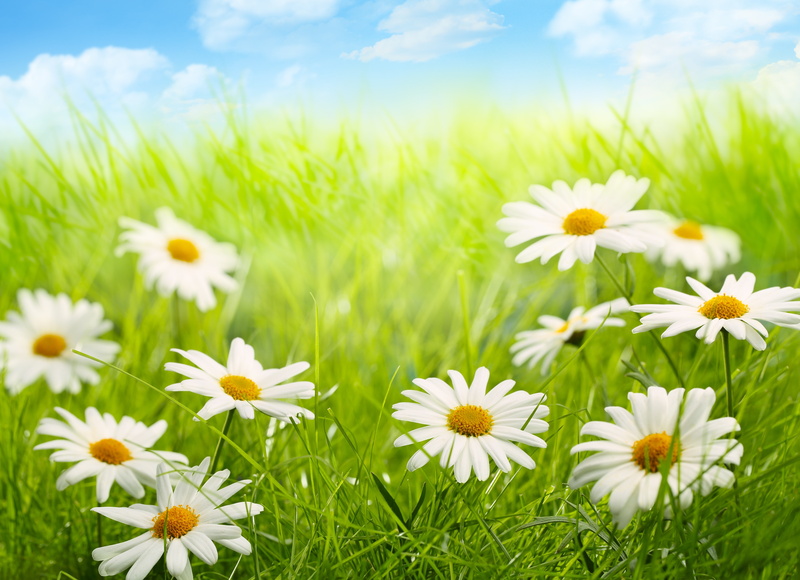 5K, vibrant Color, springtime, blossom, season, summer, the sky, nature, meadow, chamomile, no People, plant, bright, marguerite, flower head, green Color