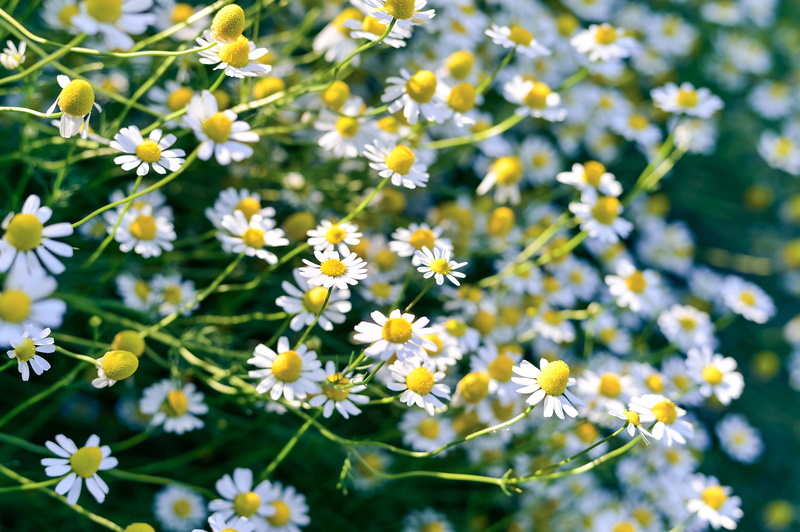 no people, garden, flowering plant, daisy, natural, petal, selective focus, beauty in nature, gardening, white, day, close-up, outdoors, field, white flowers
