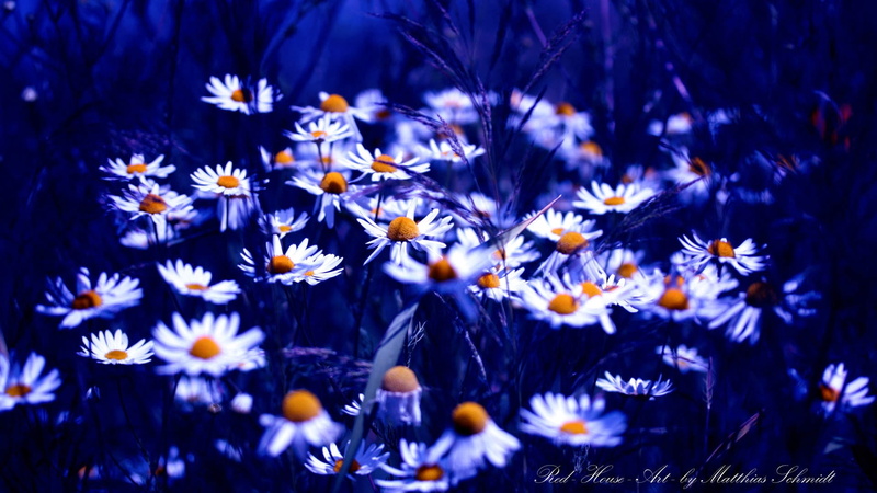 daisies, bright, beauty, flowers, herb, plant, 1080P, green Color, flower, vibrant Color, sunlight, daisy, blue, nature, petaled, pollen, freshness