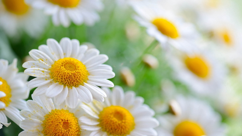 fragility, no People, beauty In Nature, leaf, macro, yellow, botany, beauty, white color, flowers, backgrounds, green Color, outdoors, pollen, plant, summer