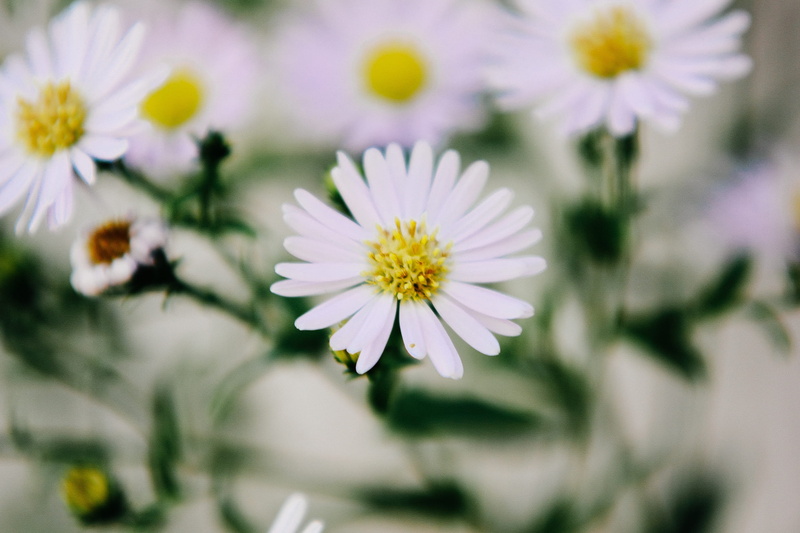 White, daisy, flower, 2K, summer, fragility, focus on foreground, petal, Closeup, white color, freshness, Flowers, flower head, chamomile Plant, springtime