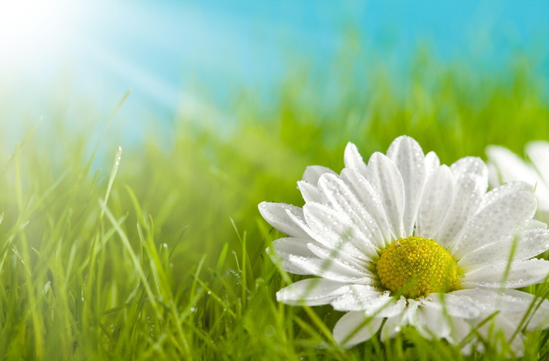 defocused, chamomile Plant, beauty, fullscreen, no People, beauty In Nature, bright, green Color, petals, flowering plant, macro, land, daisy Family