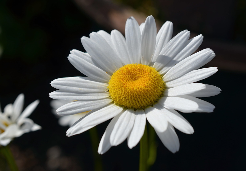 marguerite, bloom, nature, petal, black background, daisy, no people, meadow margerite, yellow, green Color, outdoors, pollen, white color, close-up, chamomile Plant