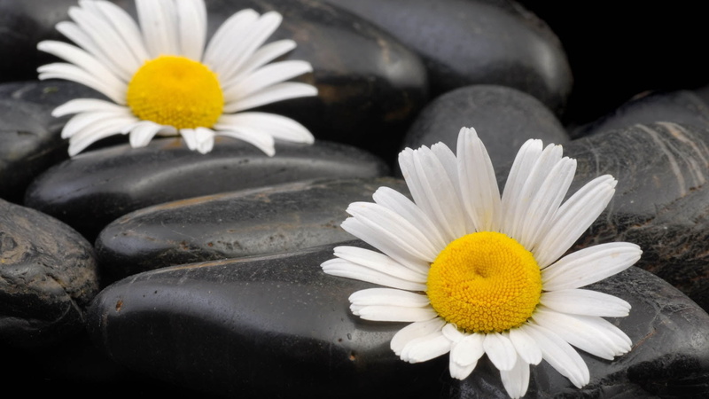 flower Head, purity, marguerite, white color, daisy, macro, inflorescence, blossom, white, plant, vulnerability, backgrounds, pollen, stones, flowering plant
