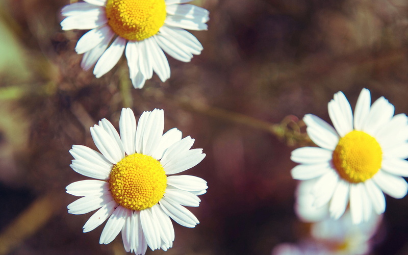 daisies, flower, flower head, inflorescence, fragility, yellow, matricaria, 2K, freshness, flowers, beauty in nature, outdoors, no people, vulnerability