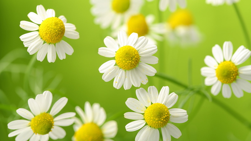 1080P, White flowers, Chamomile