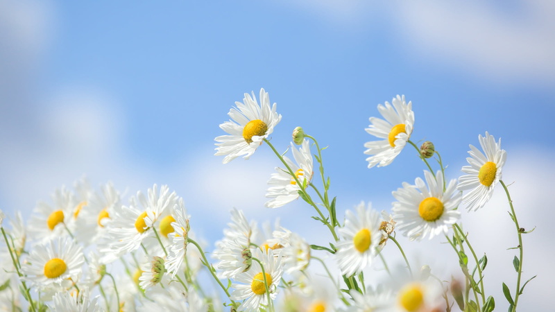 1080P, chamomile, background, the sky