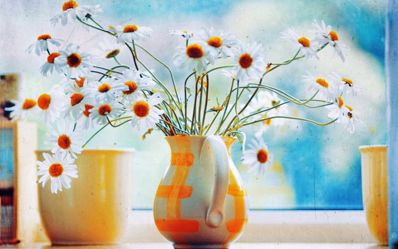 springtime, 720P, close-up, floral pattern, home interior, chamomile, petal, blossom, fragility, backgrounds, vase, flowers, plant stem, wood - Material