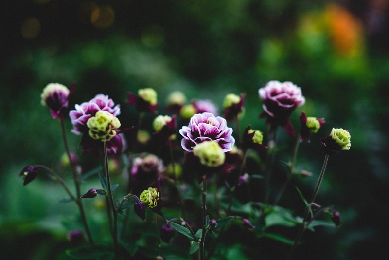 vulnerability, multi colored, depth of field, flowerbed, flower, food and drink, selective focus, day, nature, ornamental garden, flowers, fragility, beauty in nature
