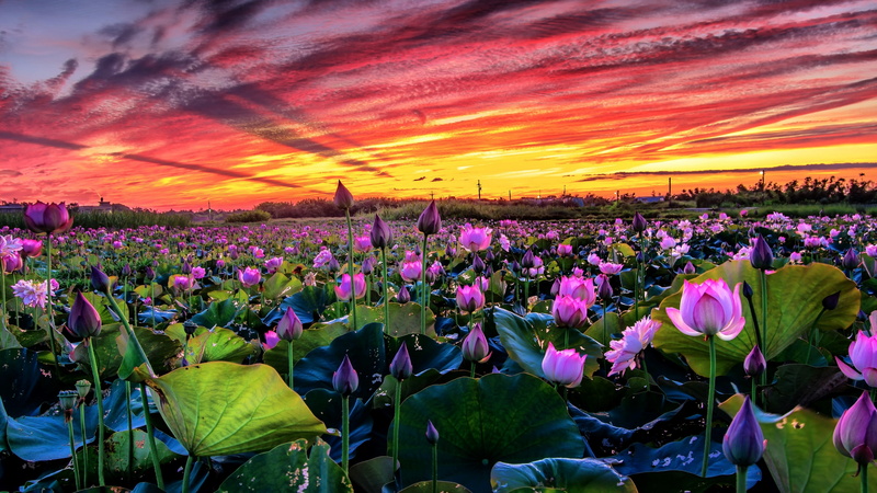 plant, lotus flower, evening, lilies, flowering plant, red sky, flower carpet, landscape, sacred lotus, orange sunset, orange sky, aquatic plant, sky, field