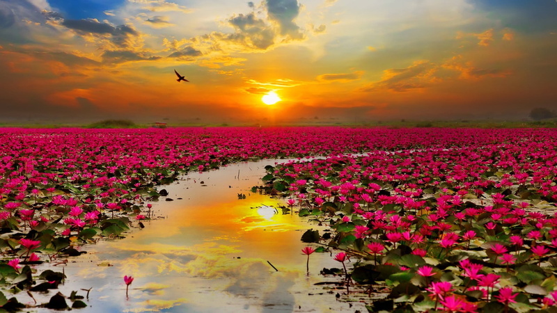 lotus, pink flowers, nature, wildflower, no people, lotus flower, flower field, sun, orange color, plant, flowering plant, tranquility, sunlight, pink lotus