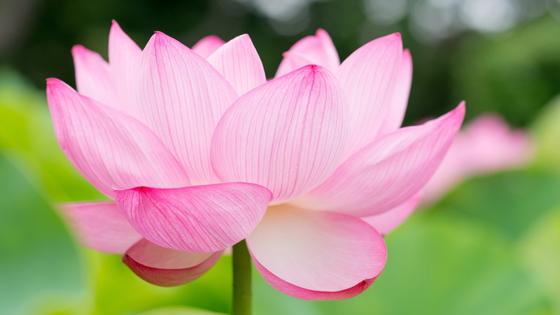 lotus water lily, aquatic plant, pink color, plant, flowering plant, inflorescence, fragility, growth, no people, flora, beauty in nature, blossom, lotus