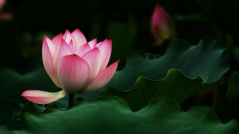 pink flower, plant part, close-up, flowering plant, flower, outdoors, nature, growth, aquatic plant, beauty in nature, vulnerability, flower head, 1080P