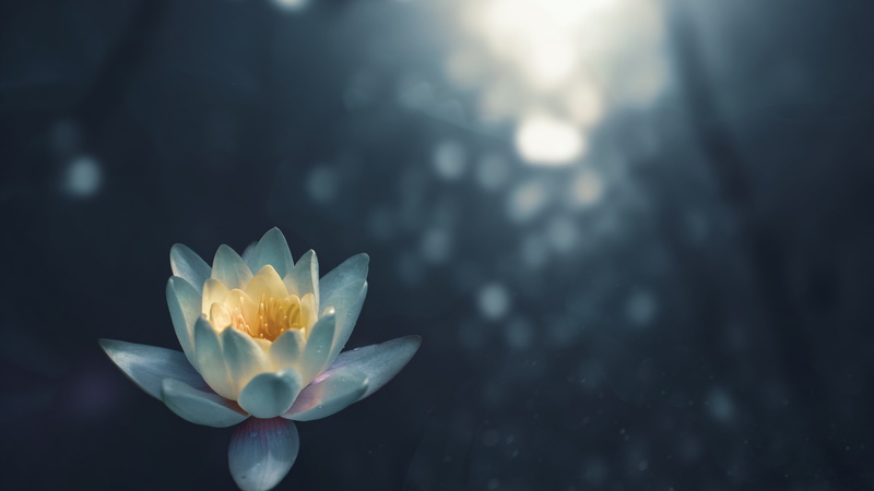 sunlight, lense flare, aquatic plant, close up, white lotus, lotus, photography, sacred lotus, 4K, flower, lotus flower