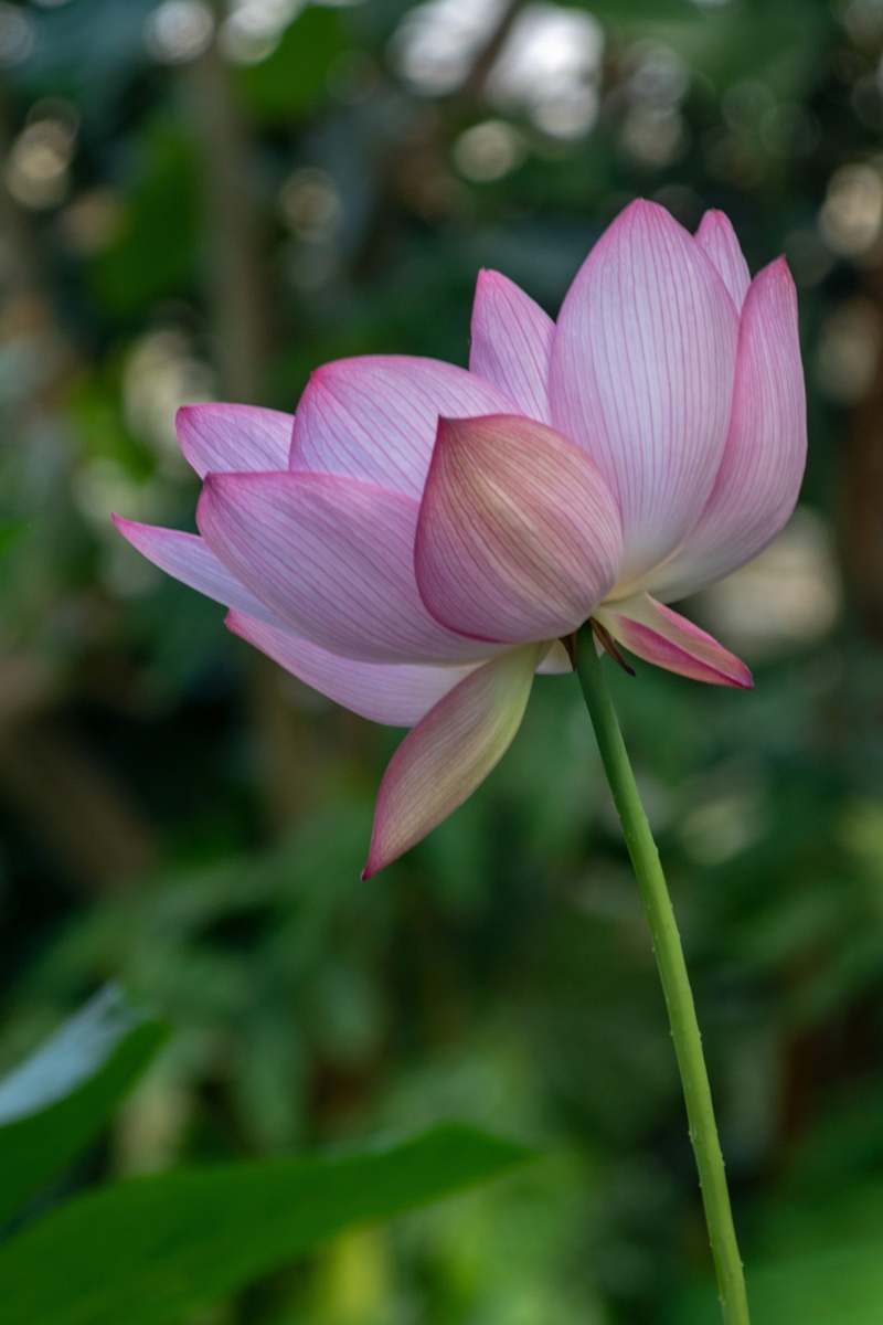 2K, lotus, lotus water lily, fragility, beauty in nature, inflorescence, natural, no people, flower, sacred lotus, plant, flowering plant, focus on foreground