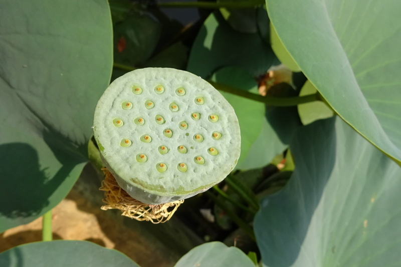 water, water lily, indian lotus, dharwad, beauty in nature, bean of india, freshness, pod, 2K, high angle view, outdoors, leaves, india, floating on water