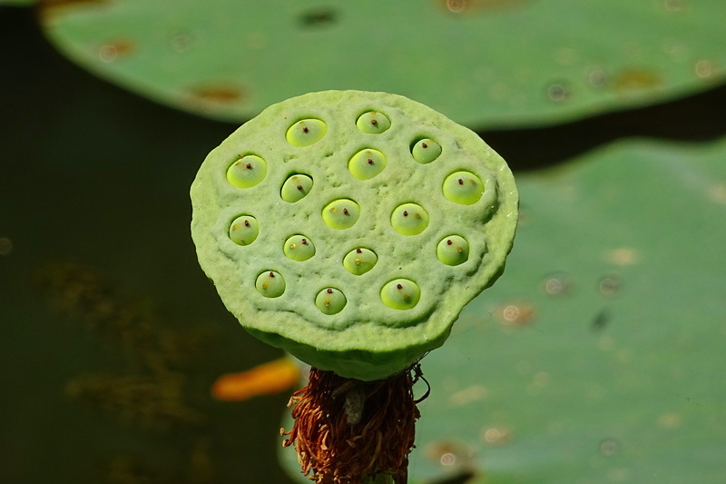 leaf, sacred lotus, nature, lotus, plant pod, Seed Pod, Flower, water lily, outdoors, beauty in nature, close-up, karnataka, day, focus on foreground, flower