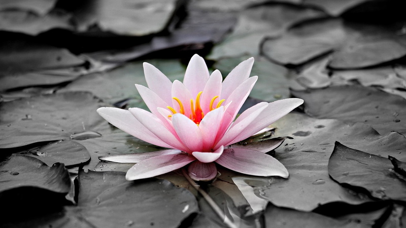 pink flower, lotus family, lotus, black and white, lotus flower, sacred lotus, waterlily, 1080P, aquatic plant, water lily