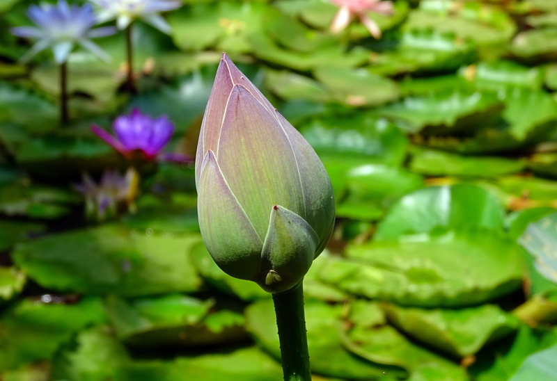 lotus water lily, plant part, nature, day, plant, dharwad, Flower, lily, no people, purple, vulnerability, bud, growth, india, water, botany, aquatic, indian lotus