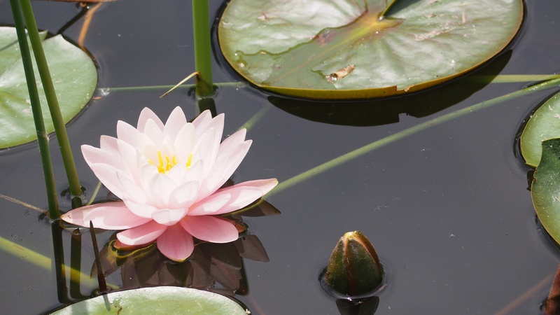 fragility, pollen, flower Head, natural, petal, lotus flower, 4K, lake, lily, vulnerability, plant part, plant, tranquility, pure, exotic, lotus Water Lily