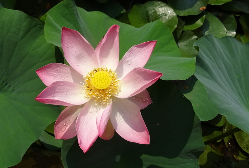 flower Head, garden, beauty in nature, sacred lotus, close-up, flora, sharada, plant, east indian lotus, nucifera, stamen, india, sarsija, lotus Water Lily
