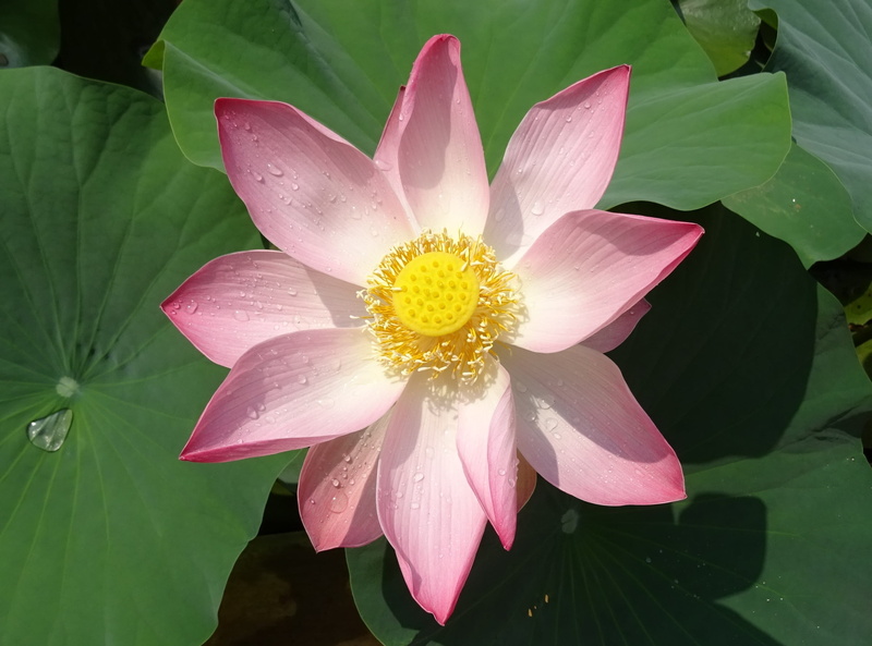 fragility, ambuj, peace, pistil, fresh, nelumbium speciosum, pink color, close-up, bloom, leaf, dharwad, aquatic, water Lily, lotus, flowering plant, nelumbo