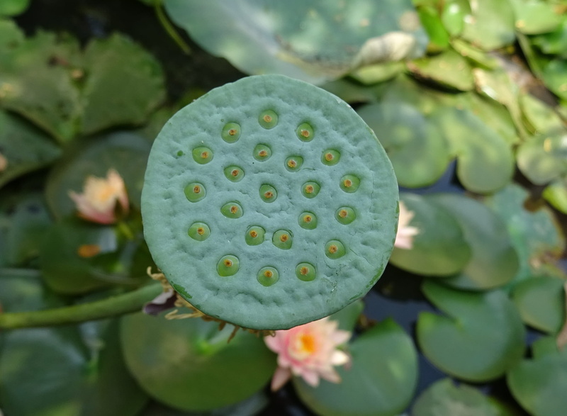 nature, flowering plant, bean of india, aquatic plant, Nelumbo Nucifera, healthy eating, sacred lotus, Seed Pod, pod, outdoors, lotus Water Lily, flower Head