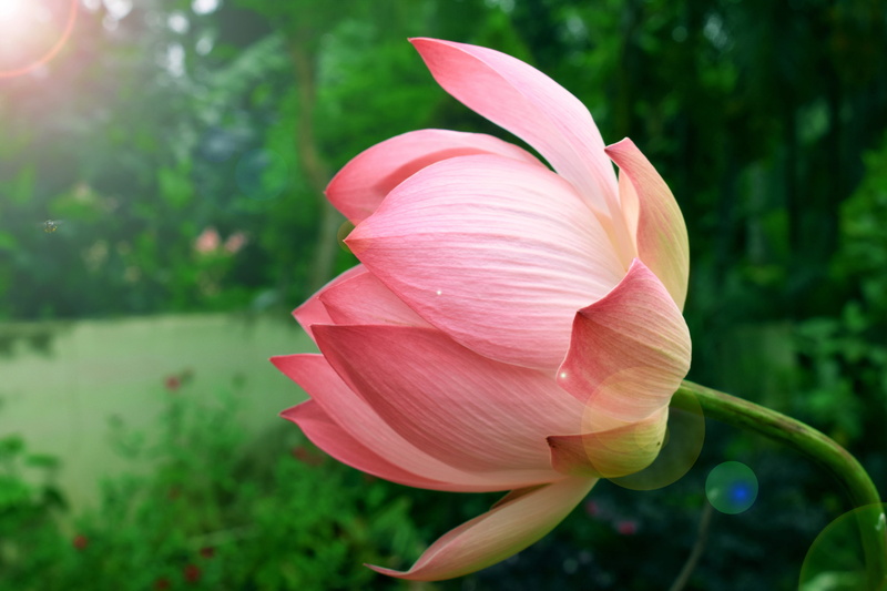 lily, sacred, lotus water lily, day, green, beauty, sun rays, morning, flower head, no people, official flower, plant, focus on foreground, freshness, garden