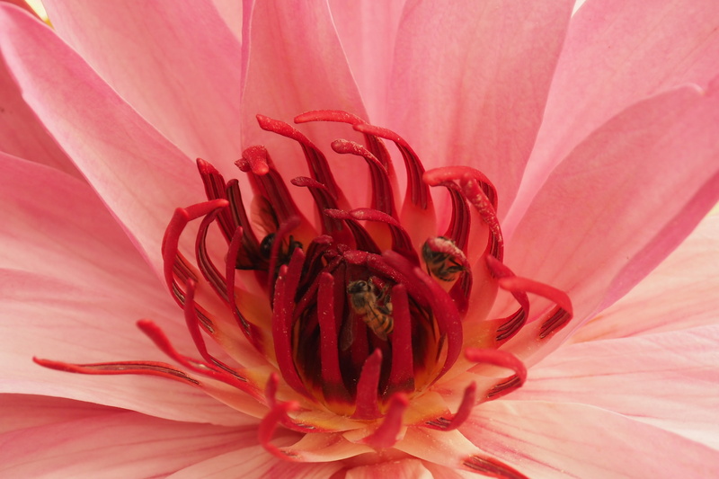 plant, inflorescence, close-up, bodhi tree, red, outdoors, india, pink color, bodh gaya, growth, 2K, flower head, sacred lotus, beauty in nature, springtime