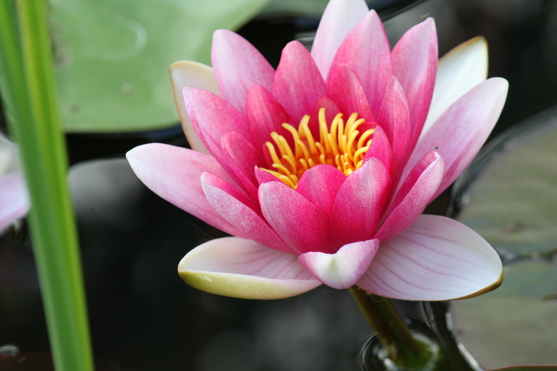sacred, pollen, freshness, lotus, no people, softness, close-up, vulnerability, colorful, water, lilies, flowering plant, ornamental, floral, greenery