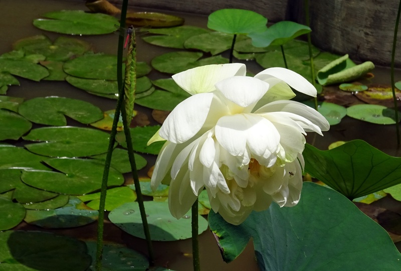 nelumbo nucifera, flower, leaf, sacred lotus, green color, india, outdoors, close-up, beauty in nature, inflorescence, karnataka, plant part, water lily