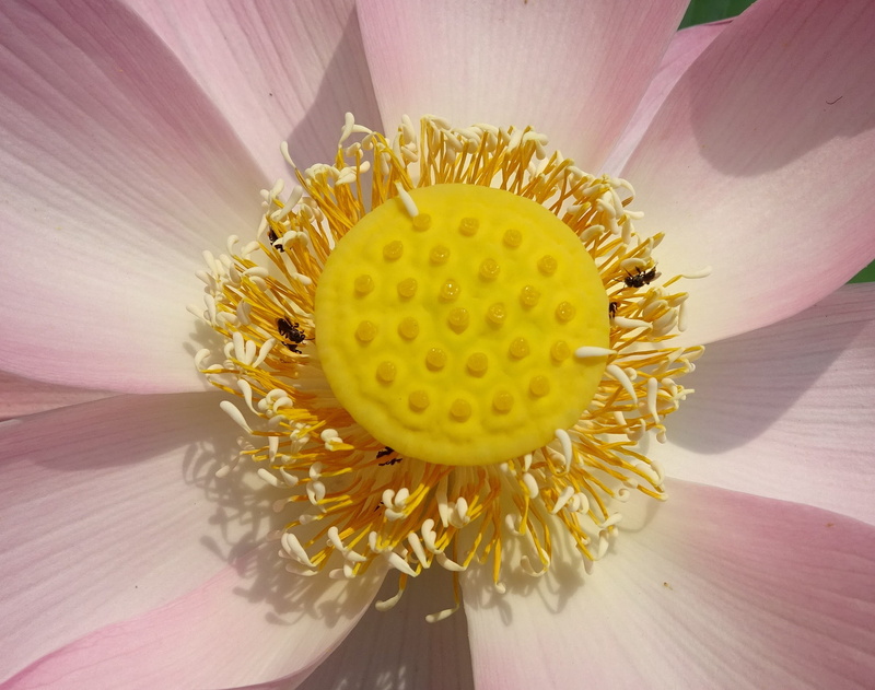 tranquility, nelumbium speciosum, day, stamen, growth, flowering plant, east indian lotus, sacred, botany, fragility, photography, flora, nucifera, serenity