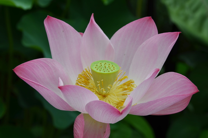 purple, petal, pink color, asia, lily, close-up, springtime, 4K, summer, flowering plant, botany, focus on foreground, freshness, lotus Water Lily, growth