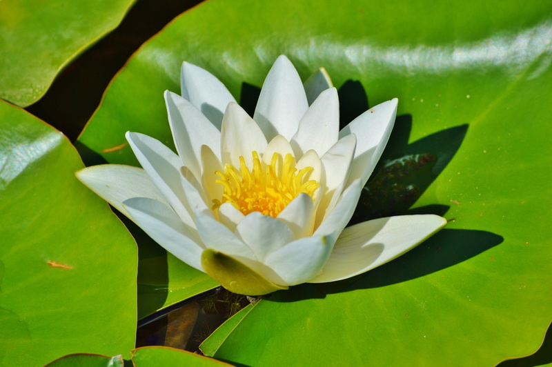 bloom, sacred, lotus Water Lily, lake, nuphar lutea, lake rosengewächs, freshness, pond plant, pond, water Lily, water rose, leaf, floating on water, lily pond