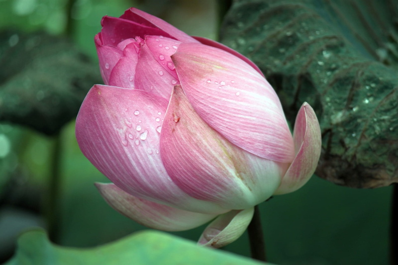 petal, freshness, pond, growth, sacred, lotus, nature, gardens, ponds, herbs, botany, petals, ornamental, green Color, vulnerability, leafy, opening, plant