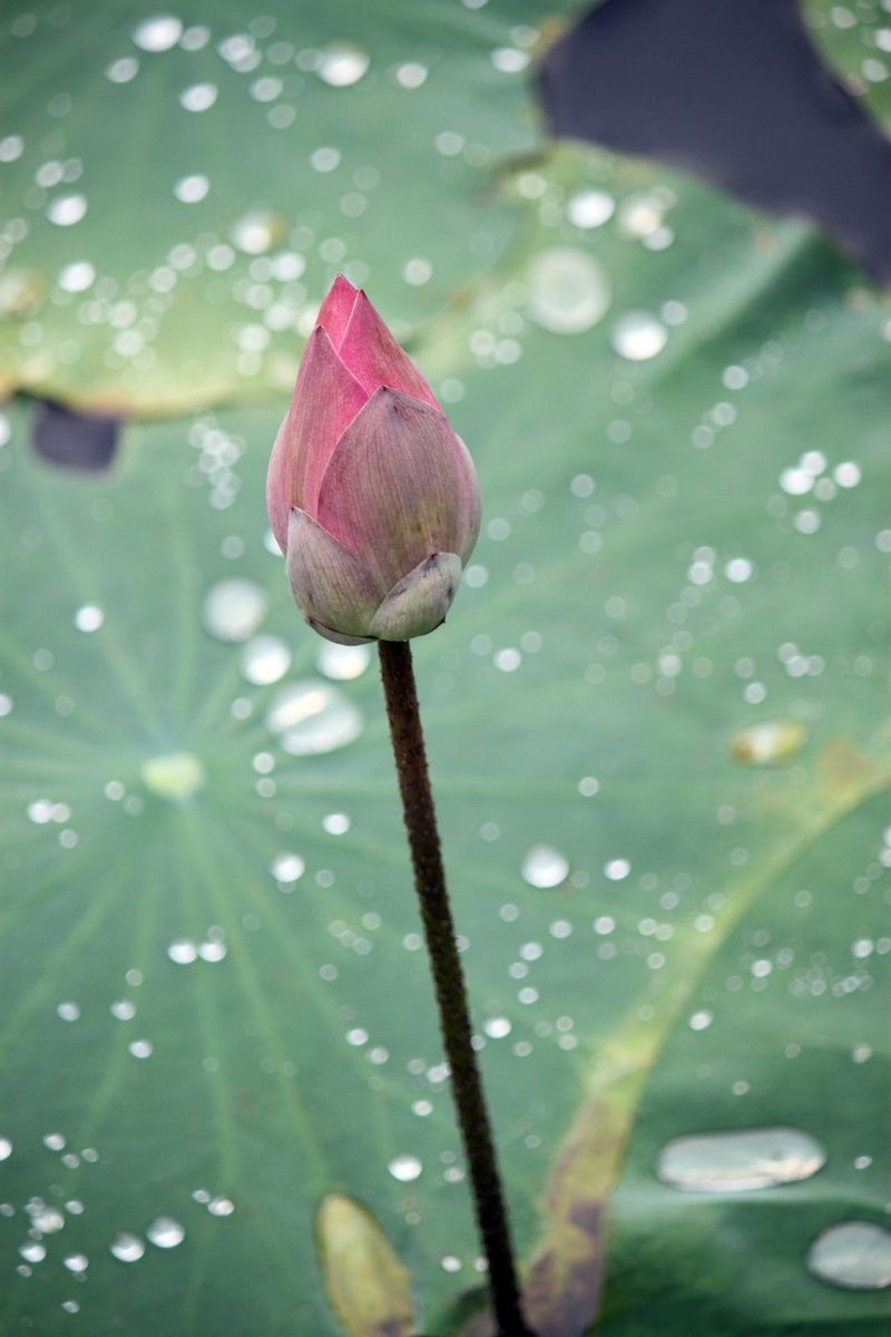 growth, pond, Buds, freshness, Closed, pink color, nature, vulnerability, floating, fragility, softness, lotus water lily, purity, plants, leaf, Pink, flower head