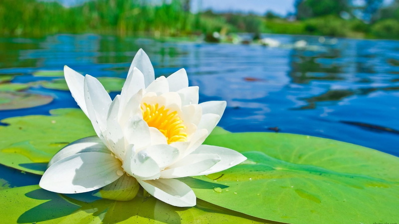 wildflower, no people, flowering plant, flora, lake, lily, floating on water, leaf, water, beauty in nature, outdoors, flower, water lily, sacred lotus