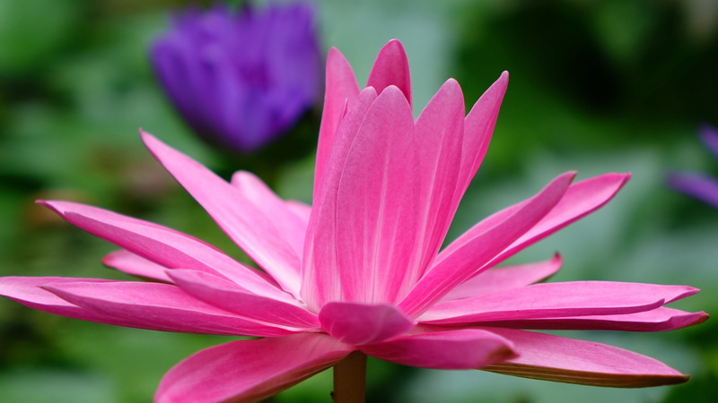 growth, flowering plant, freshness, close-up, inflorescence, aquatic plant, lily, water lily, pink color, flower, purple, day, pollen, no people, plant