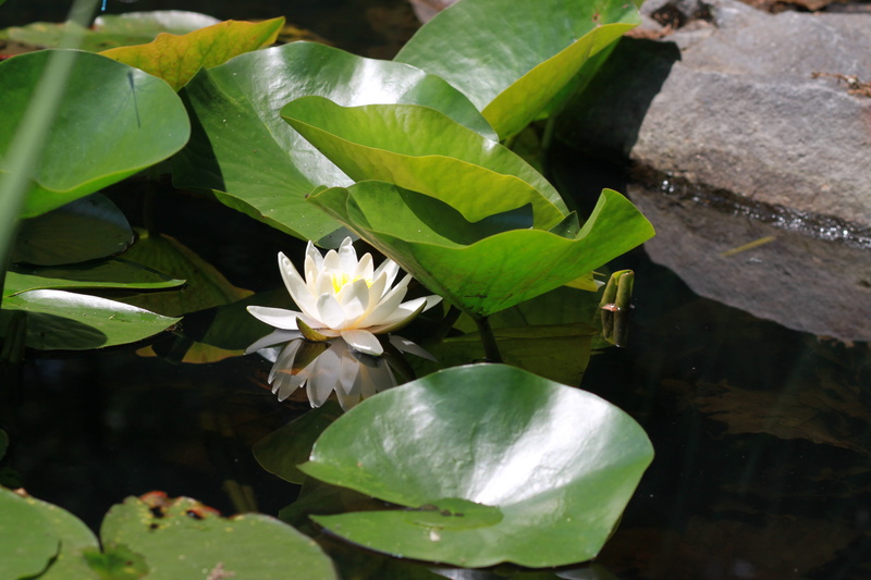 flowering plant, bud, lotus leaf, aquatic plants, lake, flowering, lotus flower, pond lily, inflorescence, chastity, green color, plant, and, plants, freshness