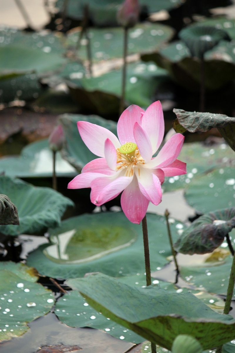 outdoors, freshness, plant part, flowers, flower head, 1080P, vulnerability, fragility, pink color, water, aquatic, flowering plant, pollen, plants, pink