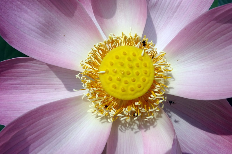 dharwad, beauty in nature, fresh, padam, lotus, nucifera, oriental, peace, pond, aquatic, pollen, freshness, fragility, flower, vulnerability, flowering plant
