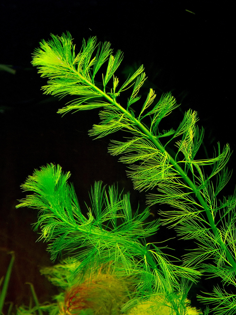 plant, black background, peristaltic, plant part, 5K, dark, fern, myriophillum, beauty in nature, marijuana - herbal cannabis, close-up, outdoors, growth
