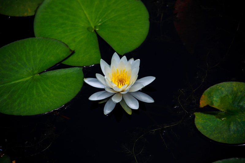 lotus water lily, wildflower, no people, water lily flower, flowers, purity, plant part, freshness, water lilies, water, flowering plant, leaves, 4K, outdoors