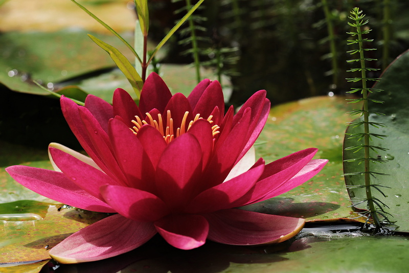 flower, close-up, water, flowers, lutos, lotus water lily, inflorescence, pollen, beauty in nature, vulnerability, outdoors, flower head, red, nuphar lutea