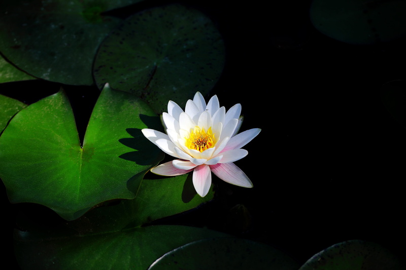 pond, lotus, vulnerability, close-up, plant part, beauty in nature, beautiful, aquatic plants, summer, white, nature, lotus water lily, growth, aquatic