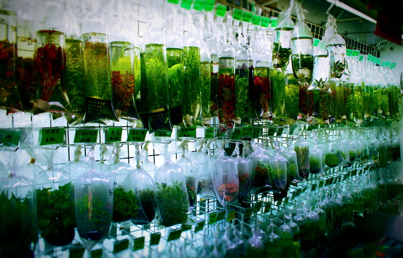 retail, shop, no people, drinking glass, refreshment, freshness, aquatic, food and drink, green color, choice, aquarium, for sale, large group of objects