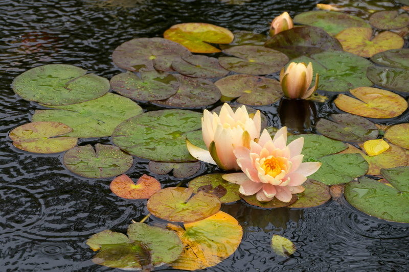 pond, lilies, lotus, wet, blooming, petals, flowers, background, plant part, no people, water lily, cut, calm, water, flowing, 1080P, high angle view
